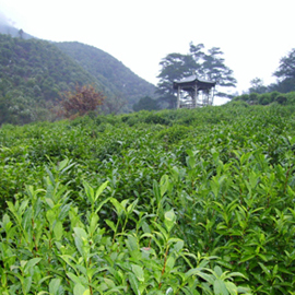 茶园风景