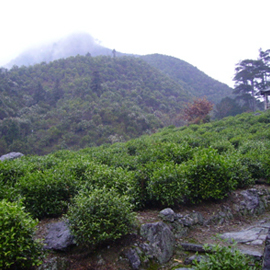 茶园风景