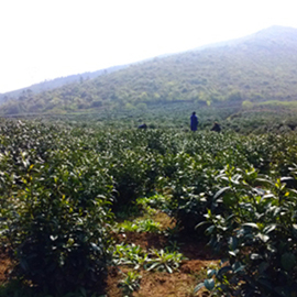 茶园风景